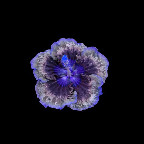 Purple Hibiscus Flower Wallpaper, Purple And Black Pfp, Flowers With Black Background, Flower Pfp, Flowers Black Background, Purple Hibiscus, Purple Flowers Wallpaper, Purple Vibe, Flower Icons