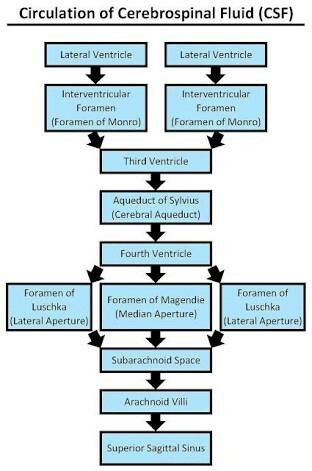 Csf circulation Csf Flow, Nervous System Anatomy, Brain And Spinal Cord, Sonography Student, Biology Lab, Chemistry Study Guide, Flow Diagram, Diagnostic Medical Sonography, Neurological System