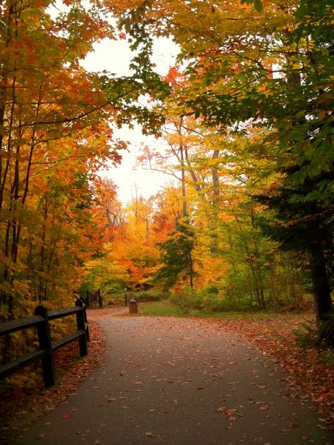 This was taken near the Tahquamenon Falls in Michigan’s Upper Peninsula… Michigan Upper Peninsula, Fall In Michigan, Michigan Nature, Michigan Fall, Tahquamenon Falls, Upper Peninsula Michigan, Michigan Vacations, Fall Road Trip, Upper Peninsula