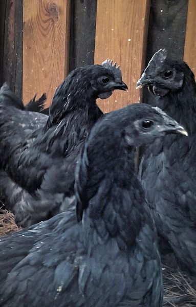 Ayam Cemani chickens are uncommon and relatively modern breed of chicken from Indonesia. They have dominant gene that causes hyperpigmentation, making the chicken entirely black; including feathers, beak, and internal organs. Ayam Cemani Chicken, Cemani Chicken, Ayam Cemani, Black Chicken, Fancy Chickens, Goth Garden, Black Chickens, Happy Farm, Keeping Chickens