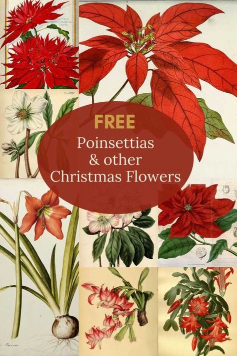 Amaryllis Painting, Christmas Cacti, Amaryllis Christmas, Poinsettia Tree, Christmas Roses, Christmas Graphic Design, Rose Got, Japan Illustration, Cactus Painting