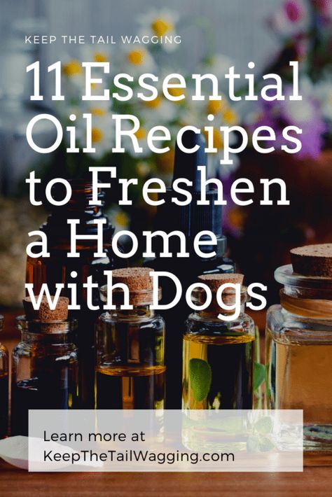 11 Essential Oil Diffuser Recipes to Freshen a Home with Dogs Dog Safe Essential Oils, Fall Essential Oil Blends, Diffusing Essential Oils, Essential Oils Dogs, Fennel Essential Oil, Fall Essential Oils, Are Essential Oils Safe, Essential Oil Diffuser Blends Recipes, Essential Oil Spray