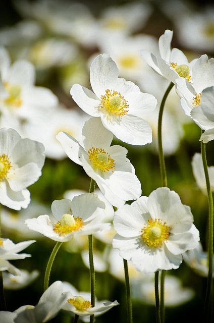 Anemone Sylvestris, White Perennials, Bulbs Garden Design, Flower Anemone, Dior Pants, Japanese Anemone, List Of Flowers, White Anemone, Macro Flower