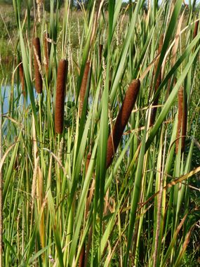 Cattail: Pictures, Flowers, Leaves and Identification | Typha latifolia Typha Latifolia, Pioneer Skills, Toddler Science, Beverage Table, Nature Notebook, Leaf Identification, Edible Weeds, Sustainable Homestead, Wild Foraging