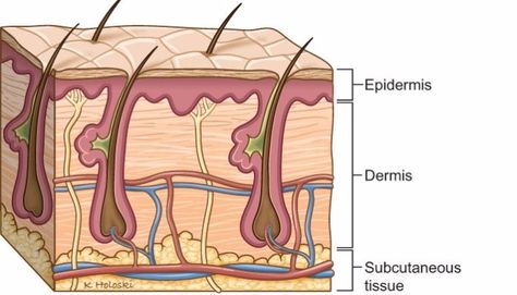 #DidYouKnow The skin is made up of 3 layers - the epidermis, dermis, & the subcutaneous tissue. Motion Graphs, Integumentary System, Two Step Equations, Similes And Metaphors, Subcutaneous Tissue, Arteries And Veins, Skin Model, What Is Science, Blue Words