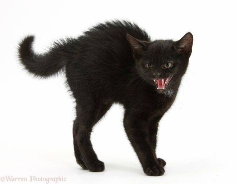 Scared Black Cat, Scared Cat, Cat Reference, Black Cat Art, Silly Cats Pictures, Cat Pose, Witch Cat, Black Kitten, Silly Animals