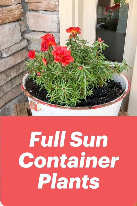 These plants and flowers love full sunlight and are perfect for containers. Add them to your planters, hanging baskets, and other containers, give them plenty of sun, and they will thrive! Potted Plants Full Sun, Flowers Full Sun, Plants For Full Sun, Heat Tolerant Flowers, Plants For Planters, Full Sun Container Plants, Low Maintenance Perennials, Heat Tolerant Plants, Gemüseanbau In Kübeln