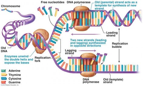 Microbiology Study, Science Lessons Middle School, Biochemistry Notes, Dna Polymerase, Molecular Genetics, Mcat Study, Dna Replication, Biology Classroom, Biomedical Science