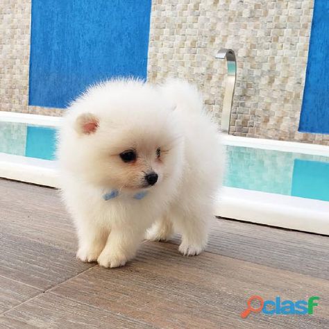 Regalo cachorros pomerania mini toy Cute Puppies, Mansion, Hello Kitty, Kitty, Puppies, Bts, Toys, Dogs, Animals