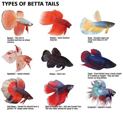 What type of #betta are you drawn to? Tail Types, Ikan Laga, Types Of Betta Fish, Fish Names, Fish Types, Fish Tank Themes, Fish List, Aquatic Pets, Koi Betta