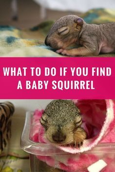 Baby Squirrel Care, Squirrel Home, Wildlife Rescue, Squirrel Feeder, Wildlife Rehabilitation, Pet Resort, Wild Baby, Baby Squirrel, Sweet Animals