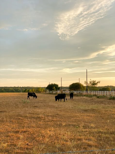 Texas Family Aesthetic, Texas Pictures Country, Texas Vision Board, South Texas Aesthetic, Living In Texas Aesthetic, Texas Cowboy Aesthetic, Texas Hill Country Aesthetic, Texas Life Aesthetic, East Texas Aesthetic