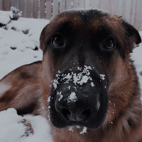 The Snow, German Shepherd, A Dog, Puppies