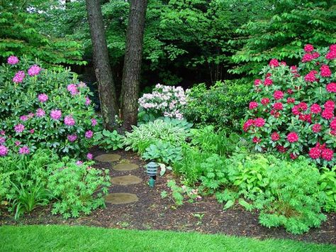 For the path,  cement stepping-stones dyed and cast to resemble the cross-sections of large tree trunks. Rhododendron 'Roseum Elegans' on the left, 'Nova Zembla' in red at right. Foreground: cranesbill geranium hybrids & variegated hostas. Hosta Gardens, Quiet Corner, Forest Garden, Traditional Landscape, Woodland Garden, Garden Pathway, Best Carpet, Garden Borders, Carpet Cleaning