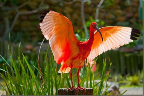 Bleeding Tree Scarlet Ibis | scarlett Ibis Red Ibis, Scarlet Ibis, Magical Jungle, Wonderful Nature, William Blake, Kinds Of Birds, Bird Watcher, Backyard Birds, Big Bird