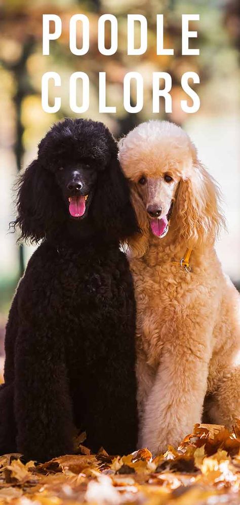 Poodle Colors: Do You Know How Many Poodle Coat Colors There Are? Poodle Coat Colors, Akc Standard Poodle, Standard Poodle Colors, Poodle Sizes, Standard Poodle Teddy Bear, Standard Poodle Haircut Styles, Poodles Puppies, Poodle Colors, Standard Poodle Grooming