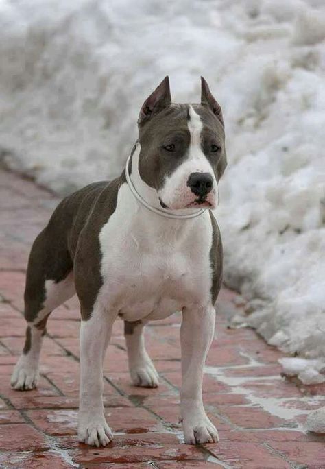 30 Terrifyingly Adorable American Staffordshire Terriers – The Paws Dog Condo, Pitbull Blue, American Bullies, Pitt Bulls, Bully Breeds Dogs, Staffordshire Terriers, Bully Dog, American Staffordshire Terrier, Pitbull Puppies