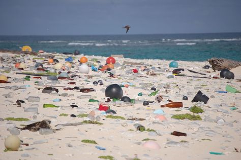 Company Spins Beach Plastic Into Dish Soap Bottles | Earth Eats - Indiana Public Media Marine Debris, Ocean Pollution, Africa Do Sul, Porto Rico, Ocean Conservation, Plastic Pollution, Hawaiian Islands, Plastic Waste, Insta Photo