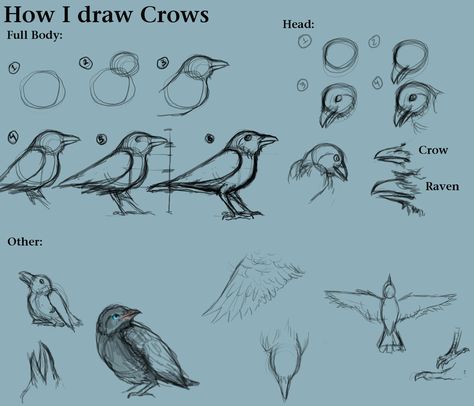 How I draw Crows by ~CreatTheCrow on deviantART How To Draw Wings, How To Draw Birds, Crow Drawing, Draw Wings, Draw A Bird, Crows Drawing, Draw Birds, Raven Bird, Crow Art