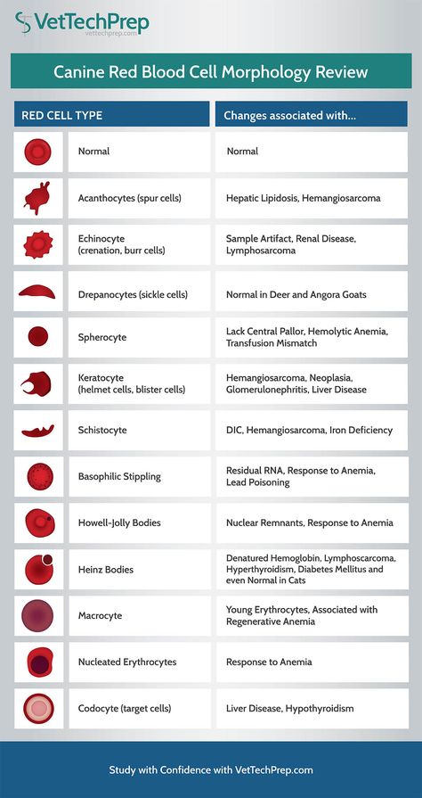 Vet Tech Infographic: Canine Red Blood Cell Morphology Review Vet Tech Nerd Book, Vet Tech School Supplies, Navle Study, Rbc Morphology, Tech Infographic, Vet Nursing, Veterinary Nursing, Veterinarians Medicine, Veterinarian Technician