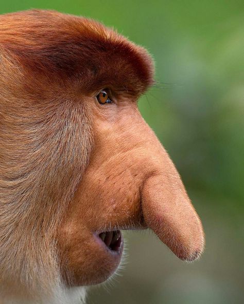 Proboscis Monkey Congratulations Photos, Proboscis Monkey, Blue Eyes Pop, Big Nose, Big Noses, Baboon, Magnum Photos, Wildlife Animals, Primates