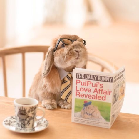 8:30 AM - Reading the newspaper with the morning coffee Aesthetic Rabbit, Rabbit Aesthetic, Reading The Newspaper, Easter Rabbits, Pet Bunny Rabbits, Bunny Mom, Pet Memes, Rabbit Easter