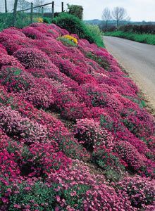 Growing plants for ground cover Landscaping A Slope, Landscape Diy, Landscaping On A Hill, Hillside Garden, Hillside Landscaping, Desain Lanskap, Sloped Garden, Low Maintenance Landscaping, Ground Cover Plants