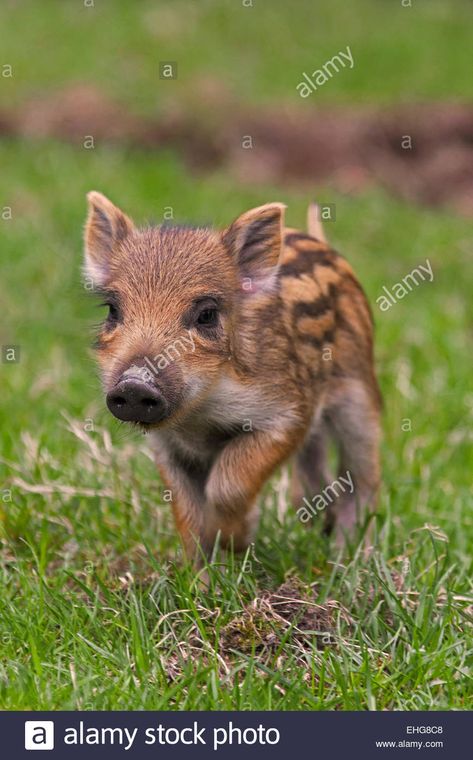 Download this stock image: Wild boar (Sus scrofa) piglet in spring - EHG8C8 from Alamy's library of millions of high resolution stock photos, illustrations and vectors. Piglet Illustration, Wild Boar Piglet, Boar Piglet, Spring Images, Flying Pig, Wild Boar, Picture Library, Glee, Photo Image