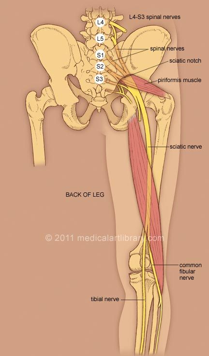 The sciatic nerve in the back of the leg. Nerve Anatomy, Piriformis Muscle, Bolesti Chrbta, Spinal Nerve, Yoga Anatomy, Human Body Anatomy, Spine Health, Nerve Pain Relief, Lower Limb