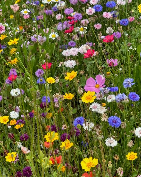 English Wildflower Meadow has encountered a major revival in recent times. Swatches of wildflowers colourful blooms, bees, butterflies and dragonflies are a heartwarming sight to come across. Nature is grounding and colour is uplifting, what a beautiful combination for the mind and the spirit ❤️🌸🦋#englishcountrystyle #english #wildflowers #meadow #spiritual #uplifting #joy #serenity #flowers #blooms #colour #bee #butterfly #dragonfly #nature #is #life #colourinspiration #garden #design #outd... English Wildflowers, Fav Flower, Butterflies And Dragonflies, Butterfly Dragonfly, Wildflower Field, Flower Close Up, English Country Style, Wildflower Meadow, Flower Meadow