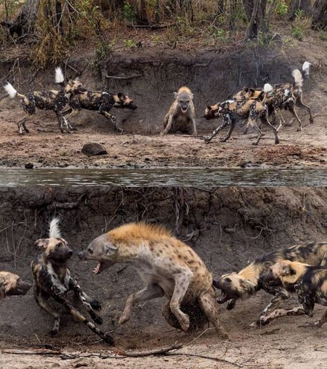 Hyena and a pack of African Wild Dogs Hyena Aesthetics, Hyena Photography, Hyena Art, Africa Nature, Badass Pictures, Leopard Seal, Champagne Campaign, Crazy Nature, Crafts Animals