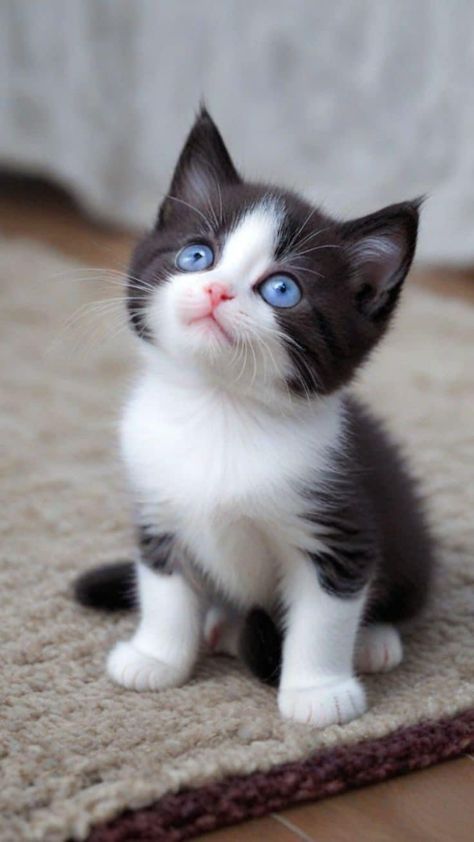 Cat Looking Up, Gatti Cute, Cute Fluffy Kittens, Cute Puppies And Kittens, Neural Network, Image Chat, Cute Little Kittens, Puppies And Kitties, Cute Cats Photos