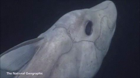 Deep-Sea Ghost Shark filmed alive for first time - GIF on Imgur Ghost Shark, Shark Video, Shark Film, Fav Animal, Funny Photoshop Pictures, Funny Photoshop, Deep Sea Creatures, Ocean Creatures, Funny Love