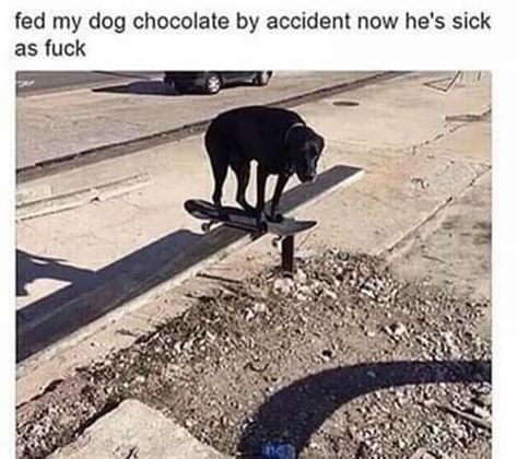 Dog On A Skateboard, Skateboard Memes, Dog Chocolate, Funny Car Memes, Car Memes, Minecraft Memes, Spongebob Memes, Pewdiepie, Daily Memes