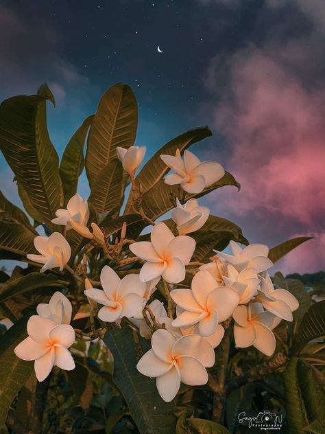 Plumeria Tree, Cool Backgrounds For Iphone, Dragon Ball Z Iphone Wallpaper, Trust In Him, Plumeria Flowers, Flowers Photography Wallpaper, Hipster Wallpaper, Aesthetic Flower, Flower Iphone Wallpaper