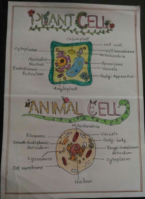 Animal Cell Diagram Class 9, Animal Cell And Plant Cell Drawing, Biology Notes Animal And Plant Cells, Plant And Animal Cell Project Poster, Cell Diagram Aesthetic, Plant And Animal Tissues Notes, Plant Cell And Animal Cell Drawing, Animal Cell Notes Aesthetic, Plant Cell Drawing With Label