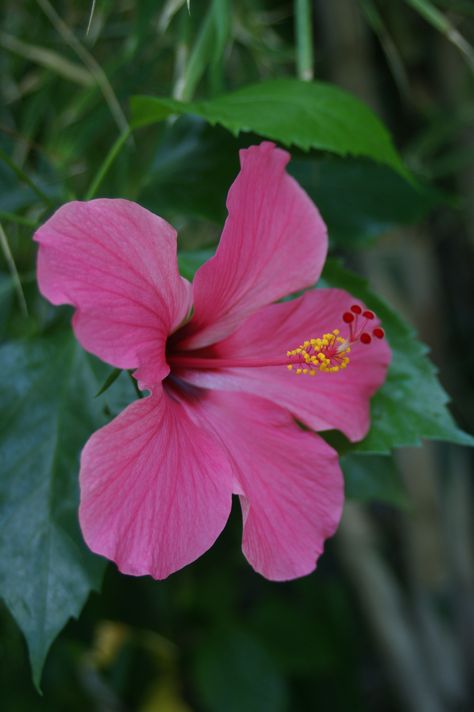 Flower, Bali. Rainforest Flowers, Balinese Garden, Hibiscus Rosa Sinensis, Botanical Plants, Plant Photography, Bali Wedding, Nature Flowers, Hibiscus Flower, Hibiscus Flowers