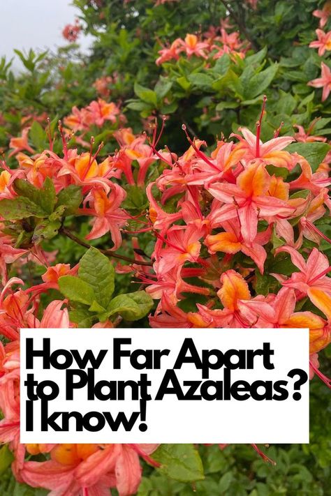 Discover the Perfect Planting Spacing for Azaleas - Never Wonder Again! Are you unsure about the ideal distance between your azalea plants? We've got you covered! Learn the exact measurements to ensure optimal growth and a stunning display. Our expert guide reveals the secrets to spacing azaleas for maximum impact and healthy development. IG Photo by: leahemmilee Rhododendron Care, Azaleas Landscaping, Azaleas Garden, Plant Help, Diy Backyard, Getting Ready, Potted Plants, Planting, House Plants