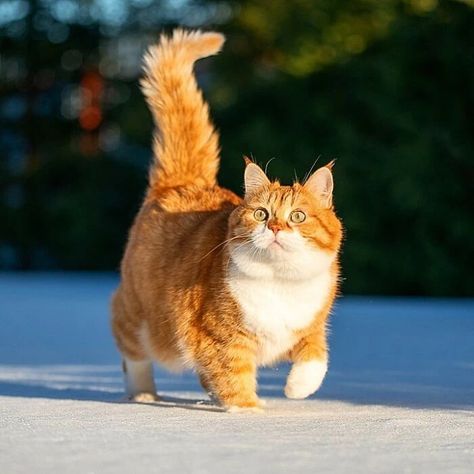 Russian Cat, Ginger Cat, Most Beautiful Cat Breeds, Cat Pose, Haiwan Peliharaan, Cat Photography, Ginger Cats, Anime Cat, Cat Aesthetic