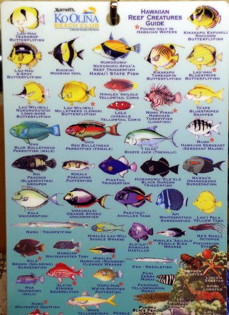 Snorkeling to see all the colorful fish and coral! Fish Chart, Fish Colorful, Fish Freshwater, Coral Fish, Reef Fish, Whale Sharks, Salt Water Fish, African Cichlids, Odd Stuff