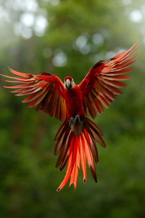 Peru Wildlife Photography Brazil Rainforest, Vbs Jungle, Amazon Birds, Amazon Animals, Rainforest Photography, Rainforest Birds, Brazil Amazon, Rainforest Habitat, Rainforest Plants