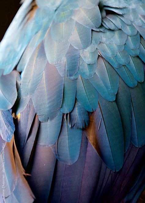 Birds Aesthetic, Bird Aesthetic, Macaw Bird, Tropical Bird, Feather Art, Tropical Blue, Tropical Birds, Aesthetic Images, Patterns In Nature