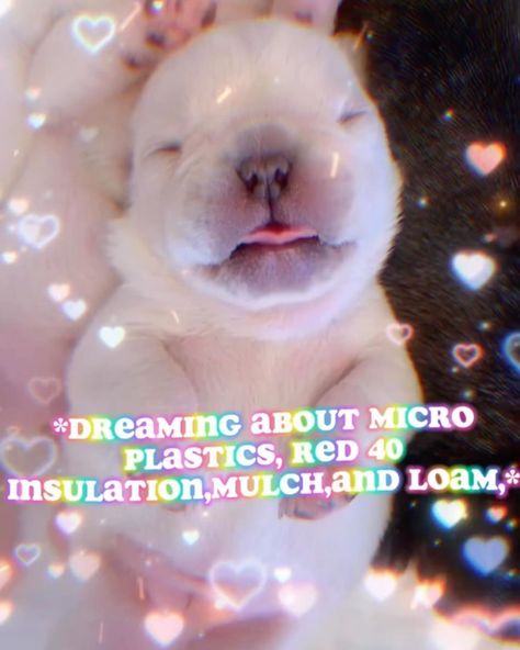 ✨my little secret is… is… is…. ✨ 👹I ACCIDENTALLY 🔪 A MAN👹 💕💕💕💕💕💕💕💕💕💕💕 Mulch Dog, Mulch Gang, Goofy Dog, Image Memes, Red 40, I Accidentally, Silly Dogs, Kittens And Puppies, Silly Animals