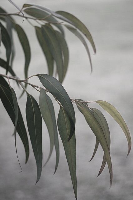 Gum Leaves, Gum Trees, Australian Wildflowers, Eucalyptus Trees, Gum Tree, Australian Natives, Australian Flowers, Australian Native Flowers, Tree Flowers