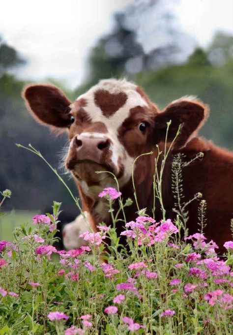 Hilander Cows, Farm Animal Photography, Cow Aesthetic, Cows In Flowers, Silly Cow Pictures, Cute Cow Pics Aesthetic, Cute Fluffy Cow Aesthetic, Two Cows Aesthetic, Fluffy Cows With Flowers