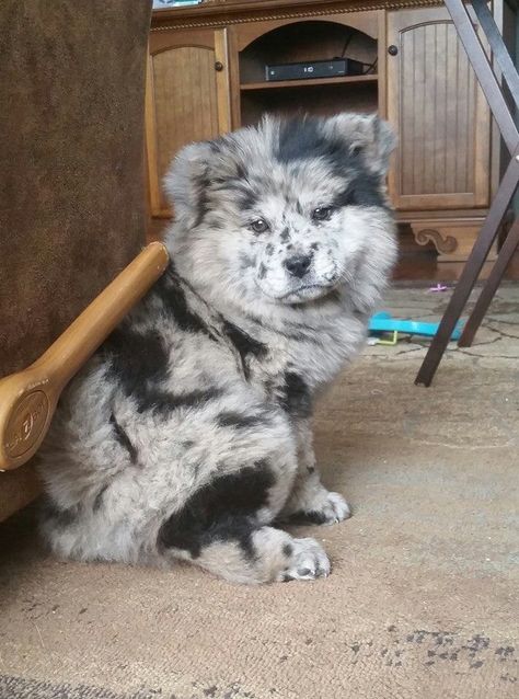 From. Fb. Australian Shepard and chow chow mix                                                                                                                                                                                 More Perros Chow Chow, Chow Chow Puppy, Chow Chow Dogs, Dog Mixes, San Bernardo, Fluffy Dogs, Chow Chow, Baby Dogs, Pics Art