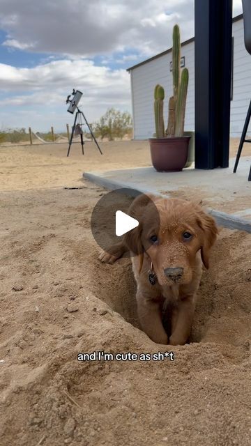 Bad Boy Bru on Instagram: "DESERT DAWG pt 2  #puppy #goldenretriever #dayinthelife" Dog Barking, Bad Boy, Golden Retriever, Cute Animals, Puppies, Dogs, Animals, On Instagram, Instagram