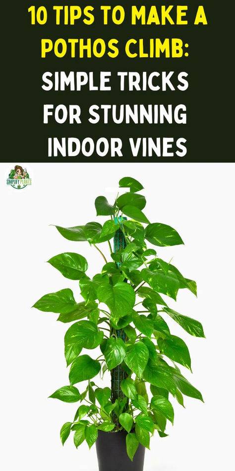 Indoor Wall Climbing Plants, Pothos Ideas Decor, Climbing Plant Wall Indoor, Pothos Plant Climbing Ideas, Pothos Plant Ideas, Indoor Pothos Plants, Pothos Vine Ideas, Pathos Plant Decor Ideas, Pathos Plant Decor