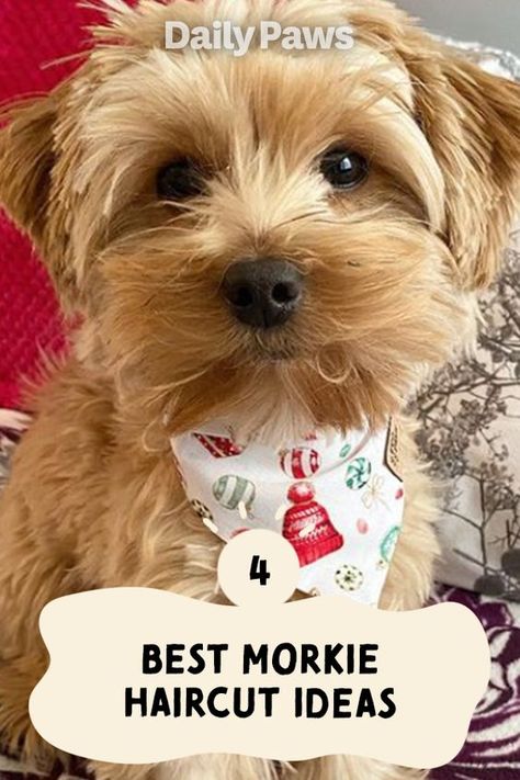 Short Morkie Haircut, Yorkie Bichon Haircuts, Cute Morkie Haircuts, Morkie Grooming Styles, Morkie Teddy Bear Haircut, Morkie Puppies Haircuts, Yorkipoo Haircut Styles, Shorkie Dogs Haircuts, Small Dog Haircuts Style