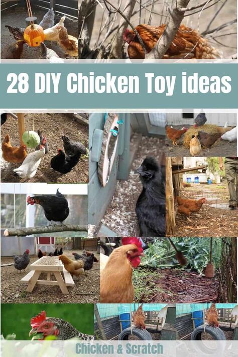 Easy Diy Chicken Roost, Chicken Run Enrichment, Diy Chicken Perch Ideas, Enrichment For Chickens, Chicken Enrichment Ideas Diy, Chicken Roost Ideas Diy, Diy Chicken Toys Ideas, Chicken Perch Ideas, Chicken Enrichment Ideas